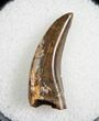 Nanotyrannus Tooth - Great Enamel #7774-1